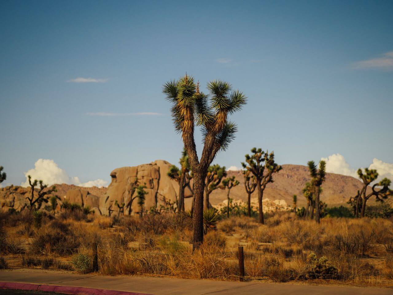 backgroundImage